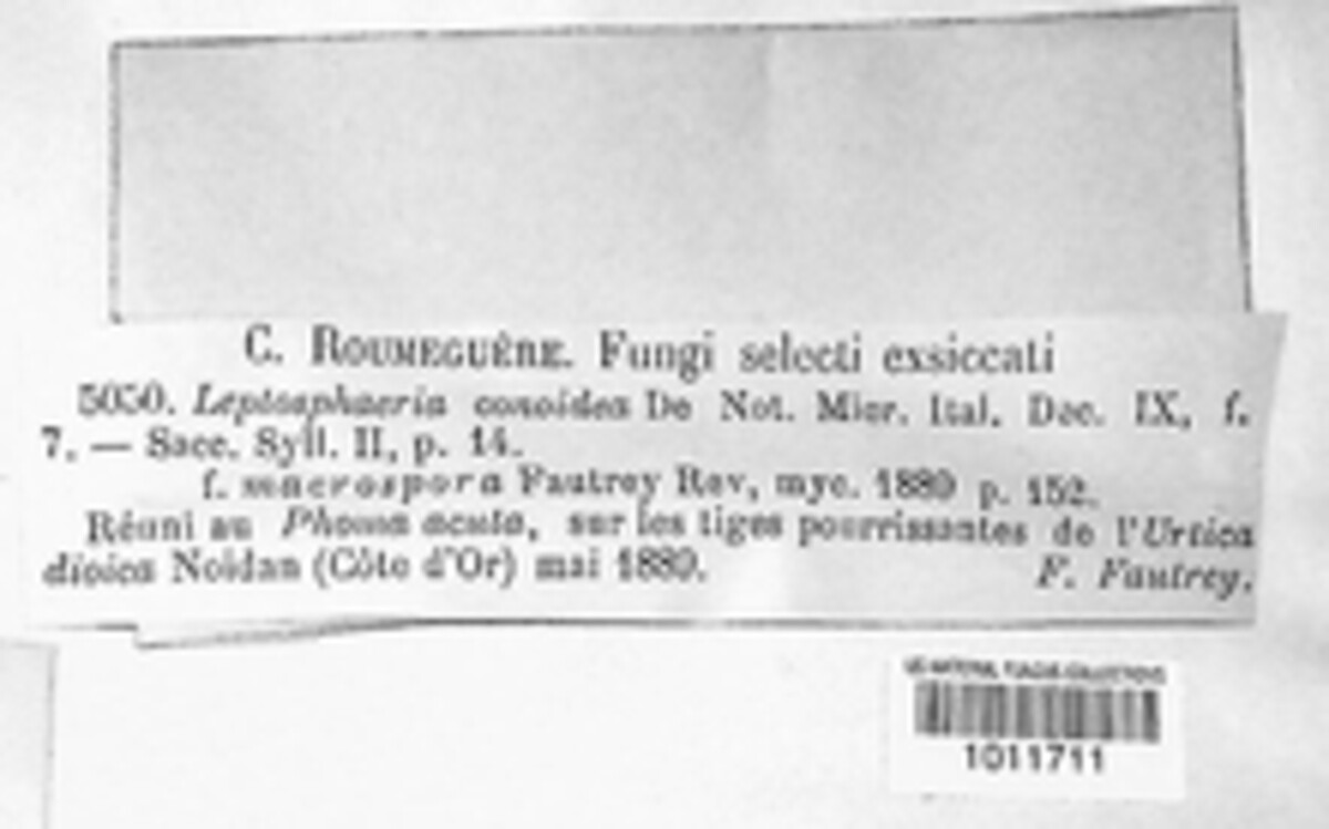 Leptosphaeria conoidea image